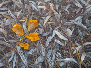 Olena Lytvynenko, Yellow leaf, 2021