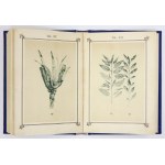 ZIELNIK, czyli atlas roślin leczniczych, w Kneippa Aptece domowej 1893