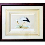 Ptaki - trzy kolorowane litografie (A set of three litographs depicting birds)