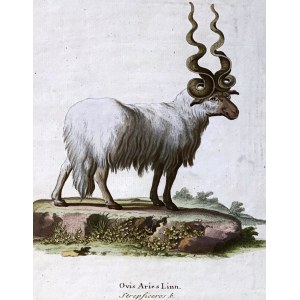 J.G.STUM (1742-1793.), Owca (Ovis aries linn)