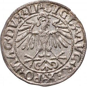 Sigismund II Augustus, half-penny 1550, Vilnius, LI/LITVA variety