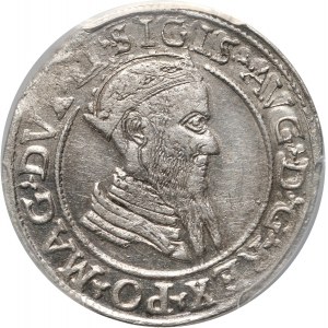 Zygmunt II August, czworak 1568, Wilno, odmiana LI/LITVA