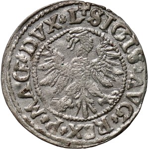 Sigismund II. Augustus, halber Pfennig 1546, Vilnius, gesenkter Schwanz des Pogons