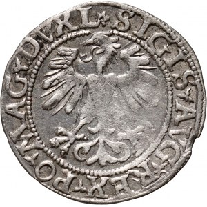 Zygmunt II August, półgrosz 1560, Wilno, rozeta w legendzie
