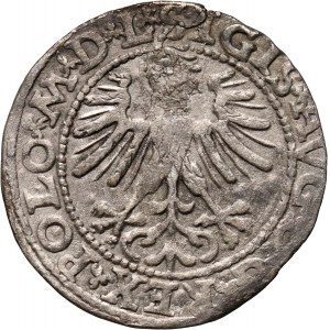 Zygmunt II August, półgrosz 1563, Wilno, odmiana z mniejszą Pogonią, Topór