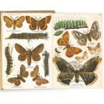 MAŁY atlas motyli i gąsienic.