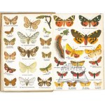 MAŁY atlas motyli i gąsienic.