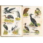 MAŁY atlas ptaków krajowych.