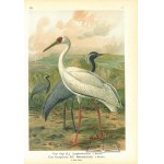 NAUMANN Johann Friedrich, Naturgeschichte der Vögel Mitteleuropas.