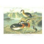 NAUMANN Johann Friedrich, Naturgeschichte der Vögel Mitteleuropas.