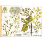 SCHREIBER J.(oachim) F., Mały atlas roślin leczniczych.