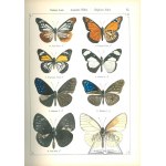 STAUDINGER Otto, Schatz E., (Motyle) Exotische Tagfalter in systematische Reihenfolge mit Berücksichtigung neuer Arten.
