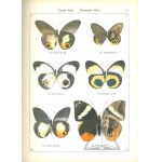 STAUDINGER Otto, Schatz E., (Motyle) Exotische Tagfalter in systematische Reihenfolge mit Berücksichtigung neuer Arten.