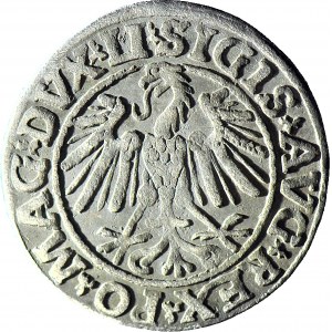 Zygmunt II August, Półgrosz 1547, Wilno, ładny