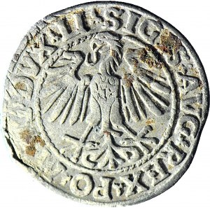 R-, Zygmunt II August, Półgrosz 1548, Wilno, rzymska 1