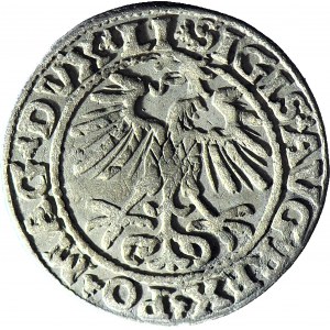 Zygmunt II August, Półgrosz 1552, Wilno