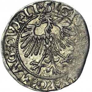 Zygmunt II August, Półgrosz 1558, Wilno