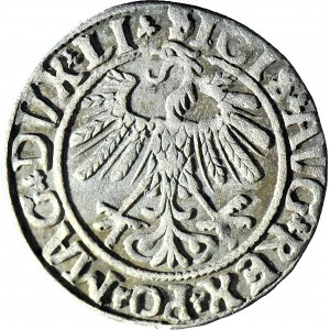 Zygmunt II August, Półgrosz 1558, Wilno