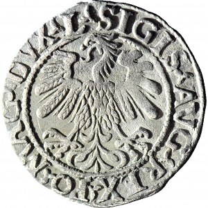 R-, Zygmunt II August, Półgrosz 1559, Wilno, LITV/L, duża 9