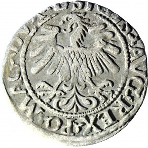 Zygmunt II August, Półgrosz 1559, Wilno, LITVA/L