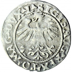 Zygmunt II August, Półgrosz 1560, Wilno