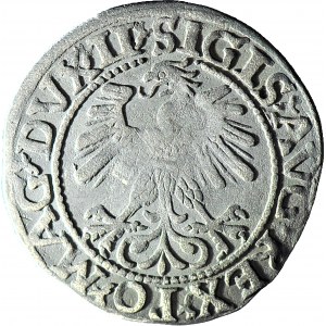 Zygmunt II August, Półgrosz 1560, Wilno, LI