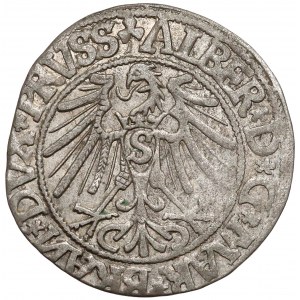 Albrecht Hohenzollern, Grosz Królewiec 1544 - szeroka broda