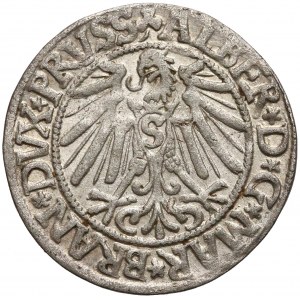 Albrecht Hohenzollern, Grosz Królewiec 1545 - ładny