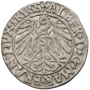 Albrecht Hohenzollern, Grosz Królewiec 1546