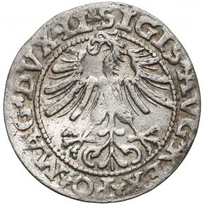 Zygmunt II August, Półgrosz Wilno 1563 - błąd DVCT