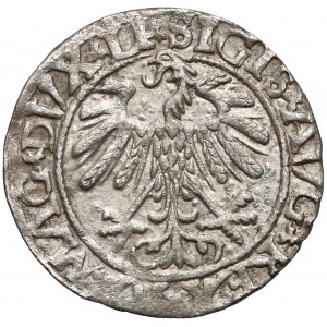 Zygmunt II August, Półgrosz Wilno 1558