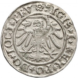 Zygmunt I Stary, Grosz Elbląg 1534 - b. ładny