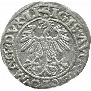 Sigismund II. Augustus, halber Pfennig 1560, Vilnius, LITV/LI