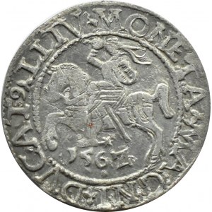 Zygmunt II August, półgrosz 1562, Wilno, CIEKAWY