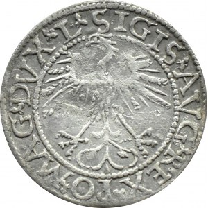 Sigismund II Augustus, half-penny 1562, Vilnius, WHISKEY