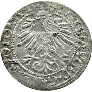Sigismund II. Augustus, halber Pfennig 1564, Vilnius