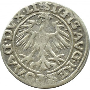 Sigismund II. Augustus, halber Pfennig 1557 KWIATEK, Vilnius, GANZ