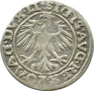 Zygmunt II August, półgrosz 1557 KWIATEK, Wilno, CIEKAWY