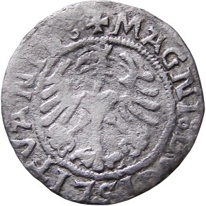 Sigismund I. der Alte, halber Pfennig 1521, Vilnius, SIGISMVND