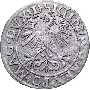 Zygmunt II August, półgrosz 1560, Wilno LITV/L, PIĘKNY