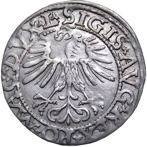 Sigismund II Augustus, halber Pfennig 1562, Vilnius, SCHÖN