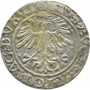 Sigismund II. Augustus, halber Pfennig 1561, Vilnius, LITV/L