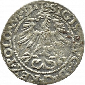 Zygmunt II August, półgrosz 1564, Wilno, topór, LITV/L