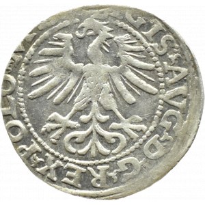 Sigismund II. Augustus, halber Pfennig 1564, Vilnius, Axt, LITV/L