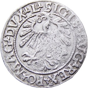 Sigismund II. Augustus, halber Pfennig 1559, Vilnius