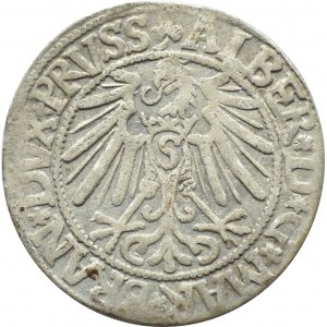 Ducal Prussia, Albrecht, Prussian penny 1545, Königsberg