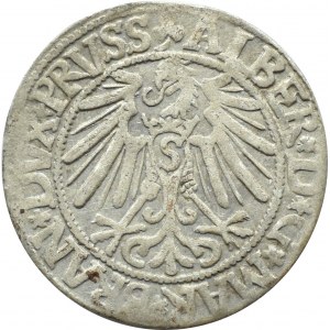 Herzogliches Preußen, Albrecht, Preußischer Pfennig 1545, Königsberg