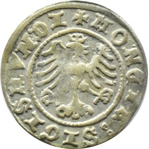 Sigismund I. der Alte, Kronen-Halbpfennig 1508, Krakau