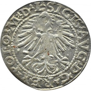 Sigismund II Augustus, half-penny 1564 TOPOR, Vilnius, LITV/L