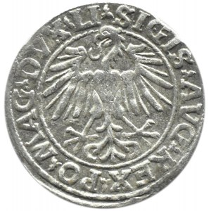 Sigismund II. Augustus, halber Pfennig 1548, Vilnius, LITVA/LI